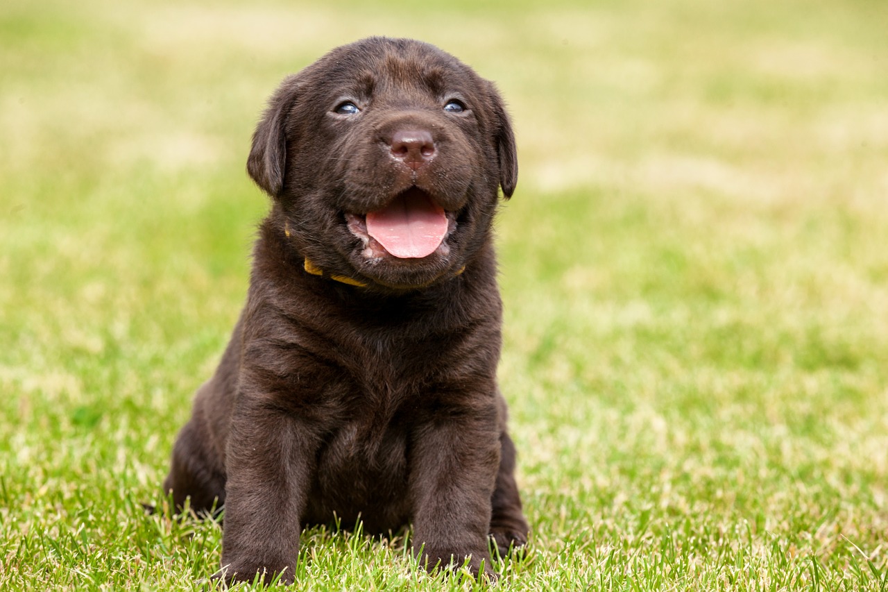 puppy, grass, garden